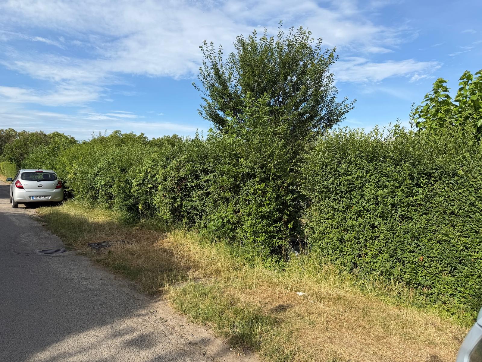 Hecke geschnitten – Gartenpflege in Heilbronn & Umgebung – Vorher